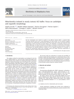 Mitochondria isolated in nearly isotonic KCl buffer: Focus on