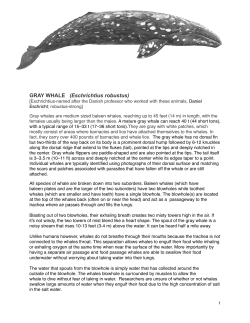 Gray Whale Facts - Point Lobos Docents