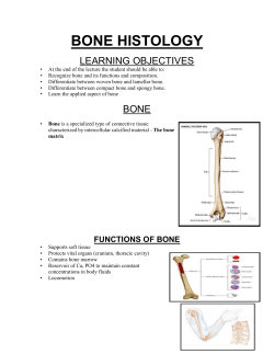BONE HISTOLOGY