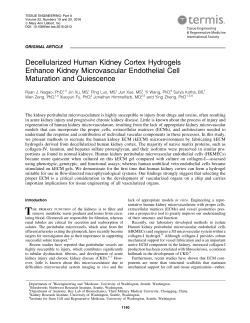 Decellularized Human Kidney Cortex Hydrogels Enhance Kidney