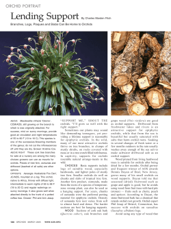 Mounting Orchids - The American Orchid Society