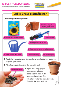 Let`s Grow a Sunflower