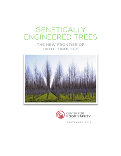 genetically engineered trees