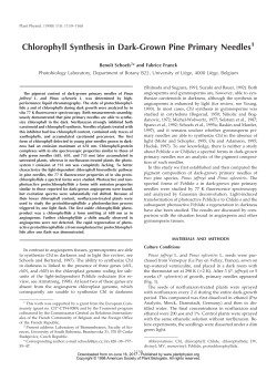 Chlorophyll Synthesis in Dark-Grown Pine