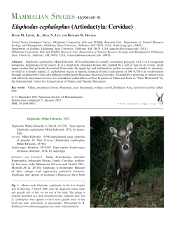 Elaphodus cephalophus (Artiodactyla: Cervidae)