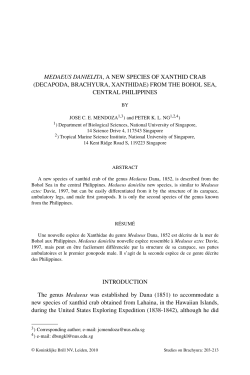 MEDAEUS DANIELITA, A NEW SPECIES OF XANTHID CRAB
