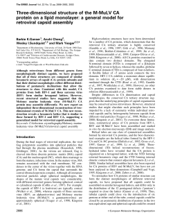 Three-dimensional structure of the M