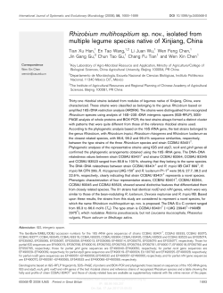 Rhizobium multihospitium sp. nov., isolated from multiple legume