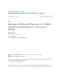 Inheritance of Behavioral Characters in F2 Mallard x Pintail (Anas