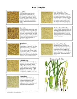 Rice Examples Page
