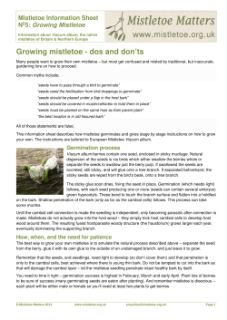 Growing mistletoe