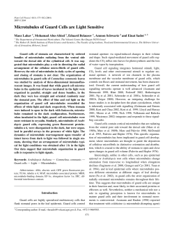 Microtubules of Guard Cells are Light Sensitive