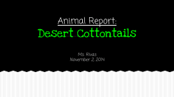 Desert Cottontails