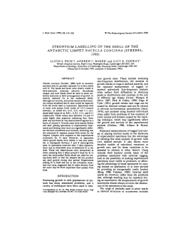 strontium labelling of the shell of the antarctic