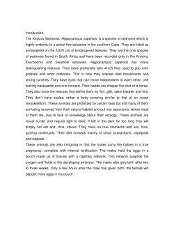 Introduction The Knysna Seahorse, Hippocampus capensis, is a