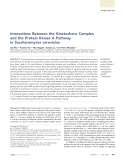 Interactions Between the Kinetochore Complex and the Protein