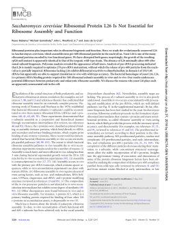 Saccharomyces cerevisiae Ribosomal Protein L26 Is Not