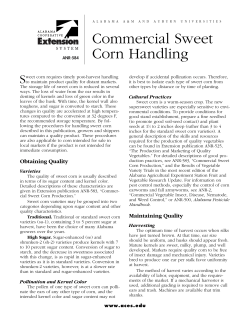 Commercial Sweet Corn Handling