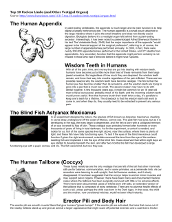 The Human Appendix Wisdom Teeth in Humans The Blind Fish