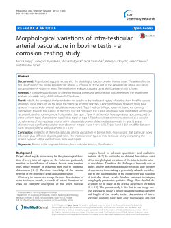 Morphological variations of intra-testicular arterial vasculature in