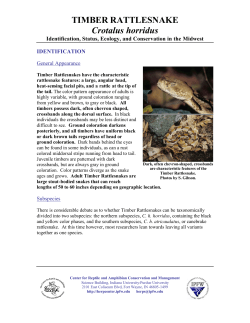 TIMBER RATTLESNAKE Crotalus horridus