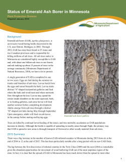 Status of Emerald Ash Borer in Minnesota