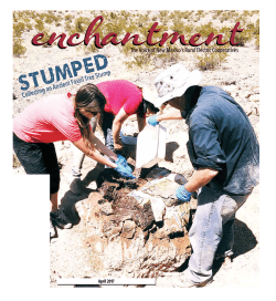 Collecting an Ancient Fossil Tree Stump