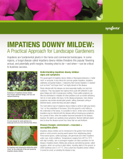 ImpatIens Downy mIlDew