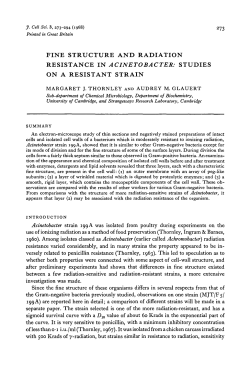 fine structure and radiation resistance in acinetobacter