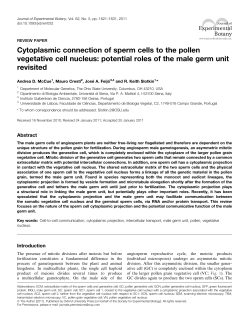 Cytoplasmic connection of sperm cells to the