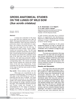 Gross anatomical studies on the lungs of wild sow