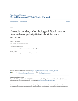 Barnacle Bonding: Morphology of Attachment of