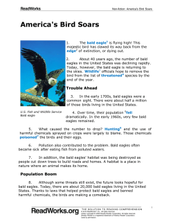 America`s Bird Soars