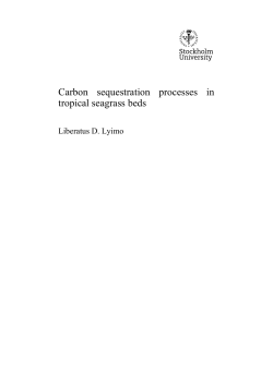 Carbon sequestration processes in tropical seagrass beds