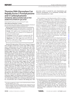 Thymine DNA Glycosylase Can Rapidly Excise 5