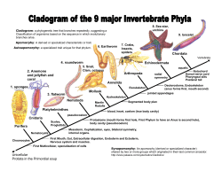 Unicellular Protista in the Primordial soup Porifera Cnidaria