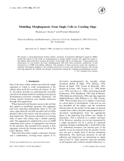 Modelling Morphogenesis: From Single Cells to Crawling Slugs
