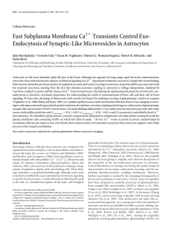 Endocytosis of Synaptic-Like Microvesicles in Astrocytes