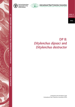 DP 8: Ditylenchus dipsaci and Ditylenchus destructor