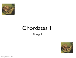 Chordates 1