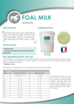 FOAL MILK