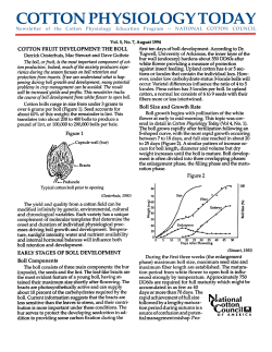 Cotton Fruit Development - The Boll
