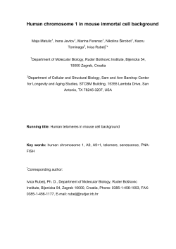 Human chromosome 1 in mouse immortal cell background