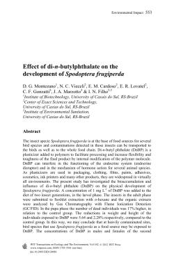 Effect of di-n-butylphthalate on the development of