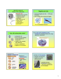 flagella and cilia how did eukaryotes arise?