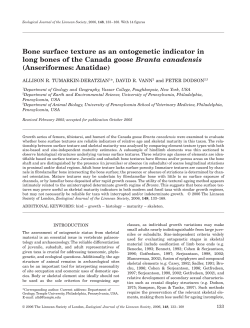 Bone surface texture as an ontogenetic indicator in long bones of