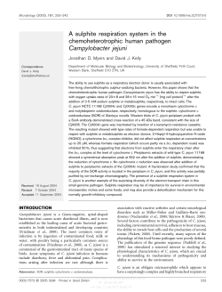 A sulphite respiration system in the chemoheterotrophic human