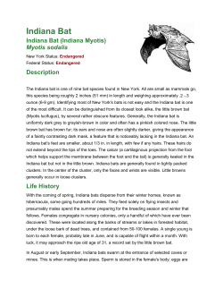 Indiana Bat - New York State Envirothon