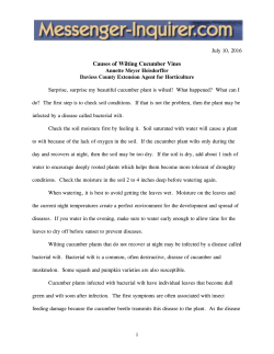 Causes of Wilting Cucumber Vines