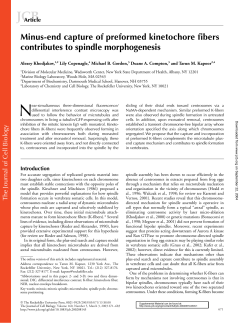 Minus-end capture of preformed kinetochore fibers contributes to